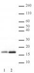 Histone H3 acetyl Lys14 pAb tested by ChIP.