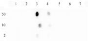 Histone H3 acetyl Lys14 pAb tested by dot blot analysis.