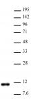Histone H4 dimethyl Arg3 asymmetric antibody (pAb) tested by Western blot.