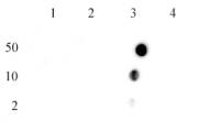 Histone H4 dimethyl Arg3 asymmetric antibody (pAb) tested by immunofluorescence.