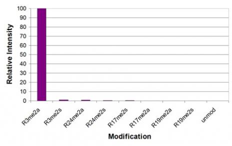 Histone H4 dimethyl Arg3, asymmetric antibody specificity tested by peptide array analysis.