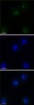 CID pAb tested by immunofluorescence.