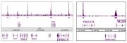 SAP30 antibody (pAb) tested by Western blot.