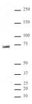 MeCP2 phospho Ser80 antibody (pAb) tested by Western blot.