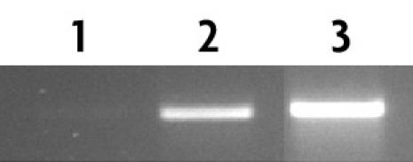 p63 antibody (pAb)  tested by Western blot.
