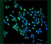 p63 antibody (pAb) tested by immunofluorescence.