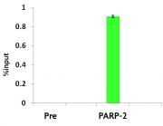 PARP-2 antibody tested by Western blot.