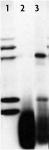 PARP-2 antibody tested by ChIP.