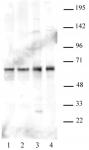 PARP-2 antibody used for immunoprecipitation