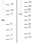 Bcl3 antibody tested by Western blot.