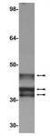 E1A antibody (mAb) tested by Western blot.