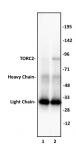 TORC2 antibody tested by Western blot.