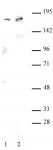 AIB1 antibody tested by ChIP.
