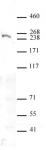 Dicer antibody (mAb) tested by Western blot.