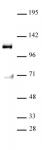 MPP8 antibody tested by Western blot.
