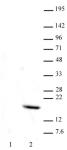 Histone H3 phospho Thr11 antibody (mAb) tested by Western blot.