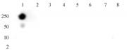 Histone H3 phospho Thr11 antibody (mAb) tested by dot blot.