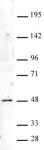 HOXA9 antibody (pAb) tested by Western blot.