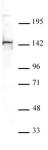 PGC1-β antibody tested by Western blot.