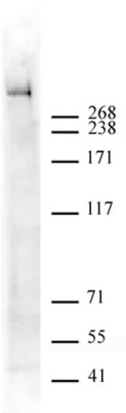 MOZ antibody (pAb) tested by Western blot.