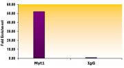 Suz12 antibody (mAb) tested by ChIP.