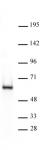 HDAC2 antibody (mAb) tested by Western blot.