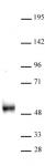 DNMT3L antibody (pAb) tested by Western blot.
