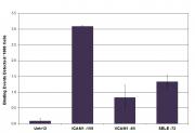 BRD4 antibody (pAb) tested by Western blot.