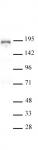 BRD4 antibody (pAb) tested by ChIP.