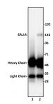 SALL4 antibody (pAb) tested by Western blot.