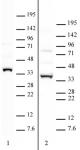 APOBEC2 antibody (pAb) tested by Western blot.
