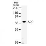 A20 mAb tested by Western blot.