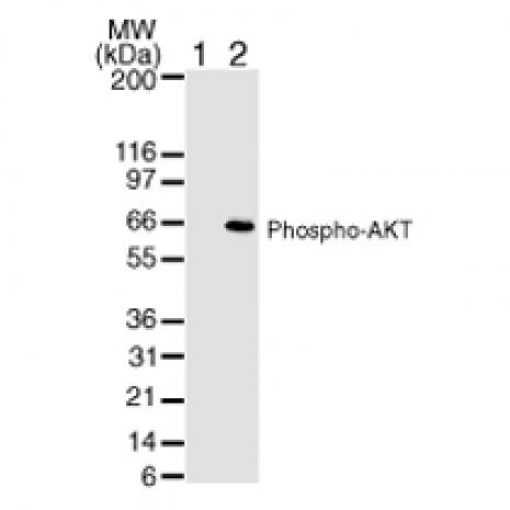 AKT1 phospho Ser473 antibody (mAb) tested by Western blot.
