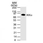 IKKa mAb tested by Western blot.