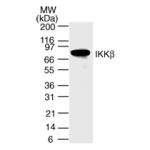 IKKb mAb (Clone 10AG2) tested by Western blot.