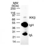 IKKb mAb (Clone 10A9B6) tested by Western blot.