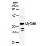 MyD88 pAb tested by Western blot.