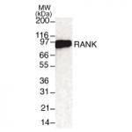 RANK mAb tested by Western blot.