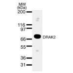 DRAK2 pAb tested by Western blot.