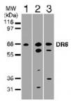 DR6 pAb tested by Western blot.