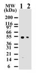 Caspase-8 mAb tested by Western blot.