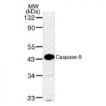 Caspase-9 pAb (Pro-form) tested by Western blot.