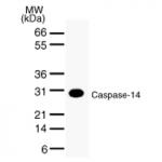 Caspase-14 mAb tested by Western blot.