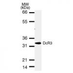 DcR3 mAb tested by Western blot.