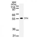 DR4 mAb tested by Western blot.