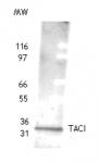 TACI pAb tested by Western blot.