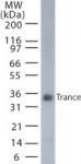 TRANCE/RANKL mAb tested by Western blot.