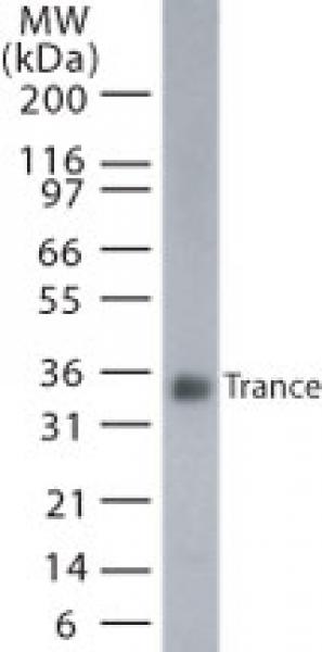 TRANCE/RANKL mAb tested by Western blot.