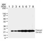 D4-GDI mAb tested by Western blot.