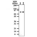 IKKi/IKKe mAb tested by Western blot.